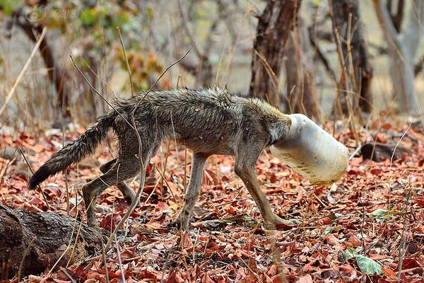 記者：籃網除了丁威迪全員出戰(zhàn)綠軍