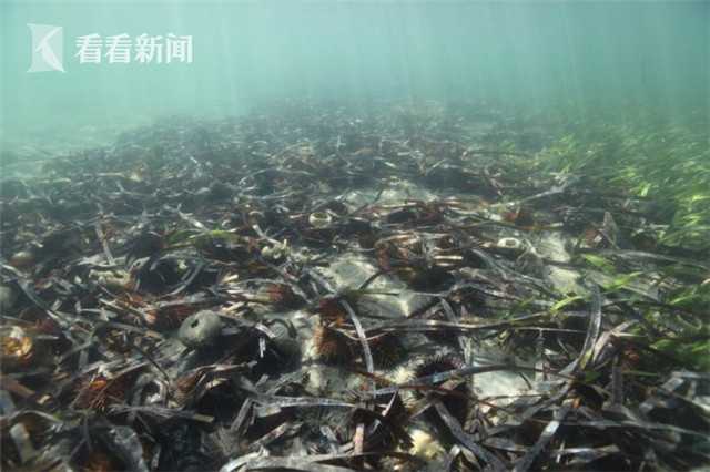 QQ會員老友上限晉級至2000人