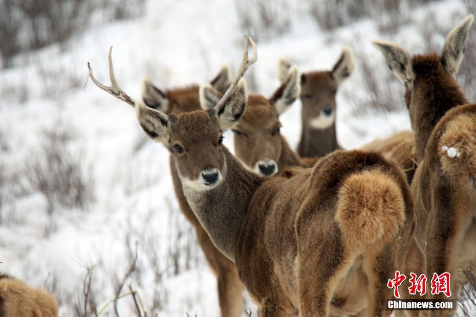 國戰(zhàn)手機游戲《龍戒》戰(zhàn)力達人養(yǎng)成攻略