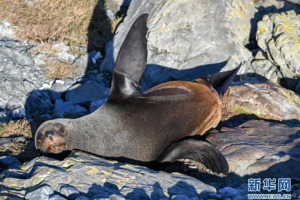 神獸聽命 《古云傳奇》寵物修煉手冊