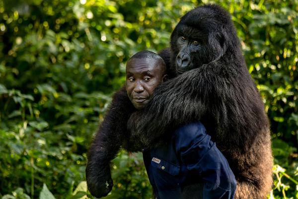 官方：庫里、約基奇、恩比德進入MVP最終候選名單