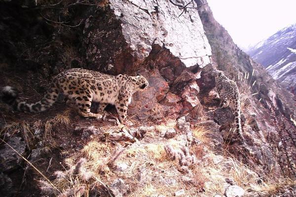 致敬童年經(jīng)典 《夢幻寵物聯(lián)盟》即將首發(fā)