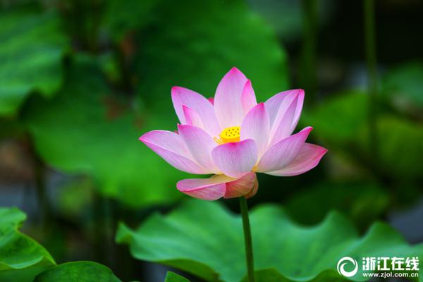 fast無線路由器設置圖解最新 fast無線路由器設置教程大全