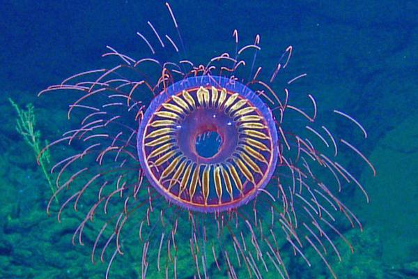 多人副本的傳奇手游引薦 多人pk游戲