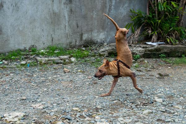 荷媒：巴黎有意荷蘭前鋒薩默維爾，該球員商場估值2000萬歐