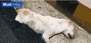 亂戰(zhàn)天下 《大秦帝國OL》三千門客主沉浮