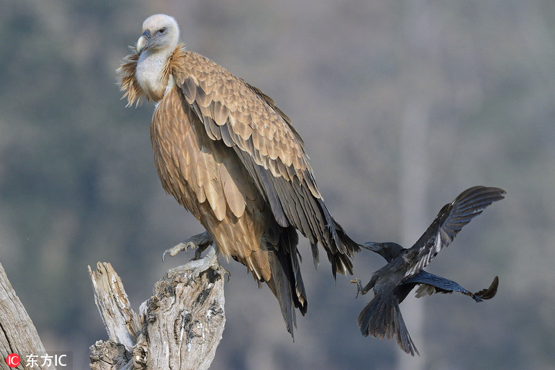 比賽沒結(jié)束就不算完 鮑爾最后時刻偷襲恩比德&投進追身三分