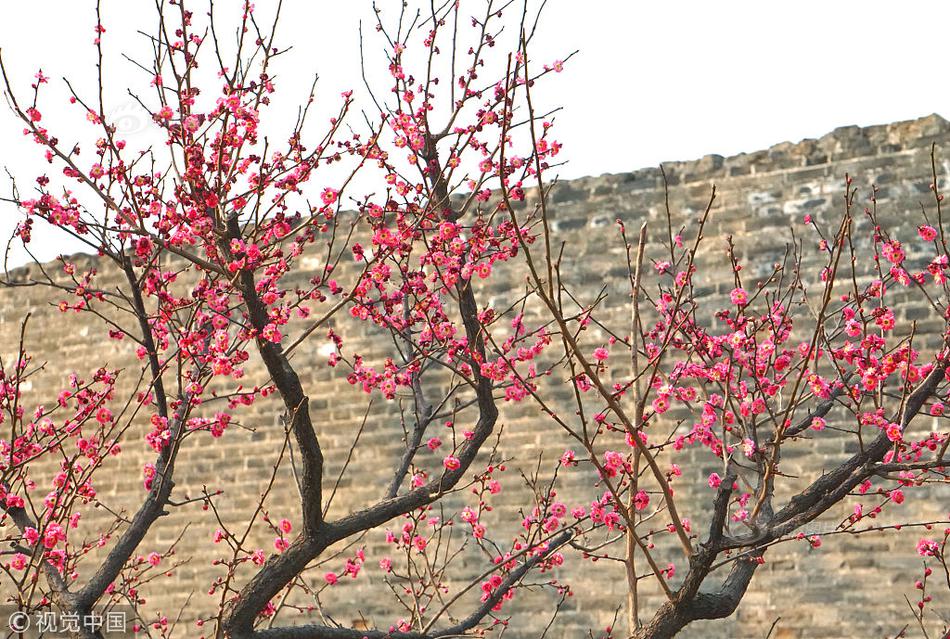 單乒乓球決賽頻道全方位解析