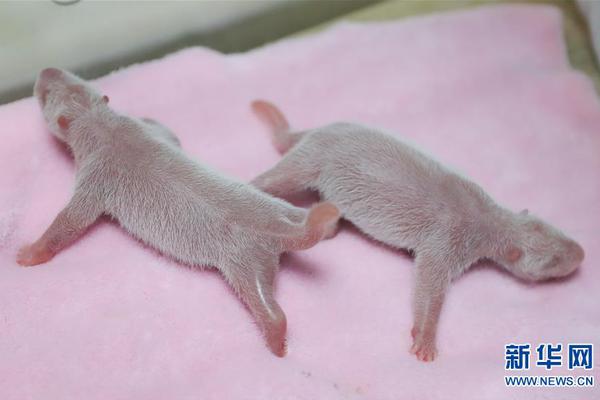 籃下表白大作戰(zhàn) 《街球聯(lián)盟》女神球員大盤點