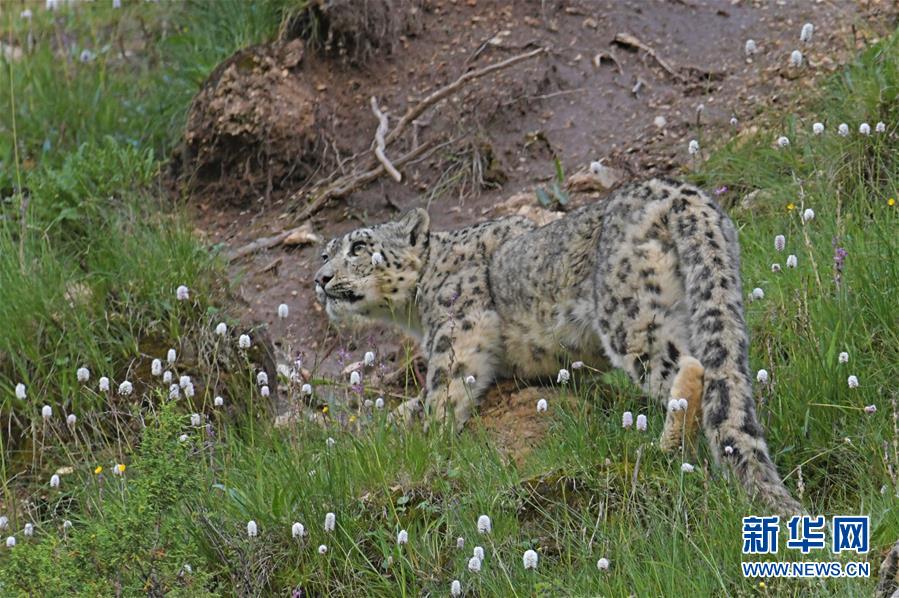 中國高鐵和諧號模擬駕駛游戲蘋果手機版 v1.1