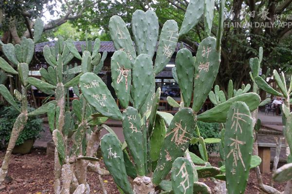 林書豪：我曾緊張到不敢上場比賽