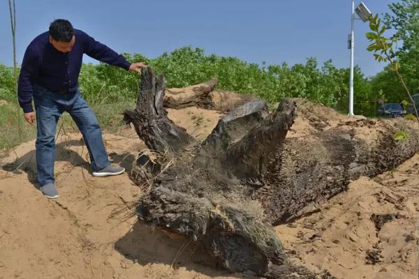 下樹在即！??法爾克：帕利尼亞將在周三飛往慕尼黑，和拜仁簽約