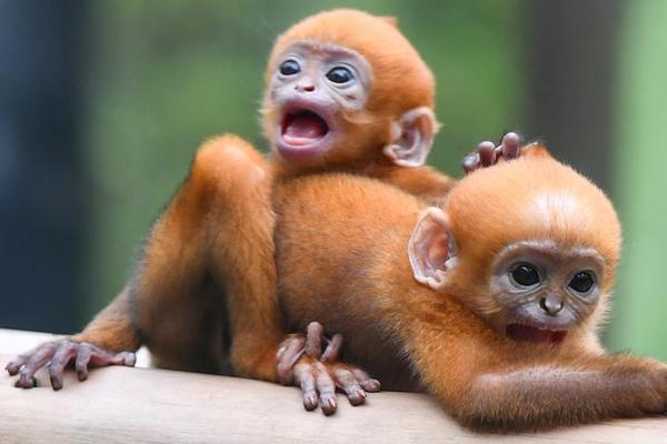 2023年好玩的休閑滑雪游戲引薦 模仿滑雪賽道