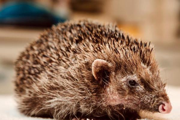 京東加油額度什么意思 京東白條加油額度怎樣用