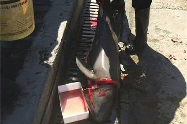 斯奈德：尼昂就像一把無比鋒利的武器