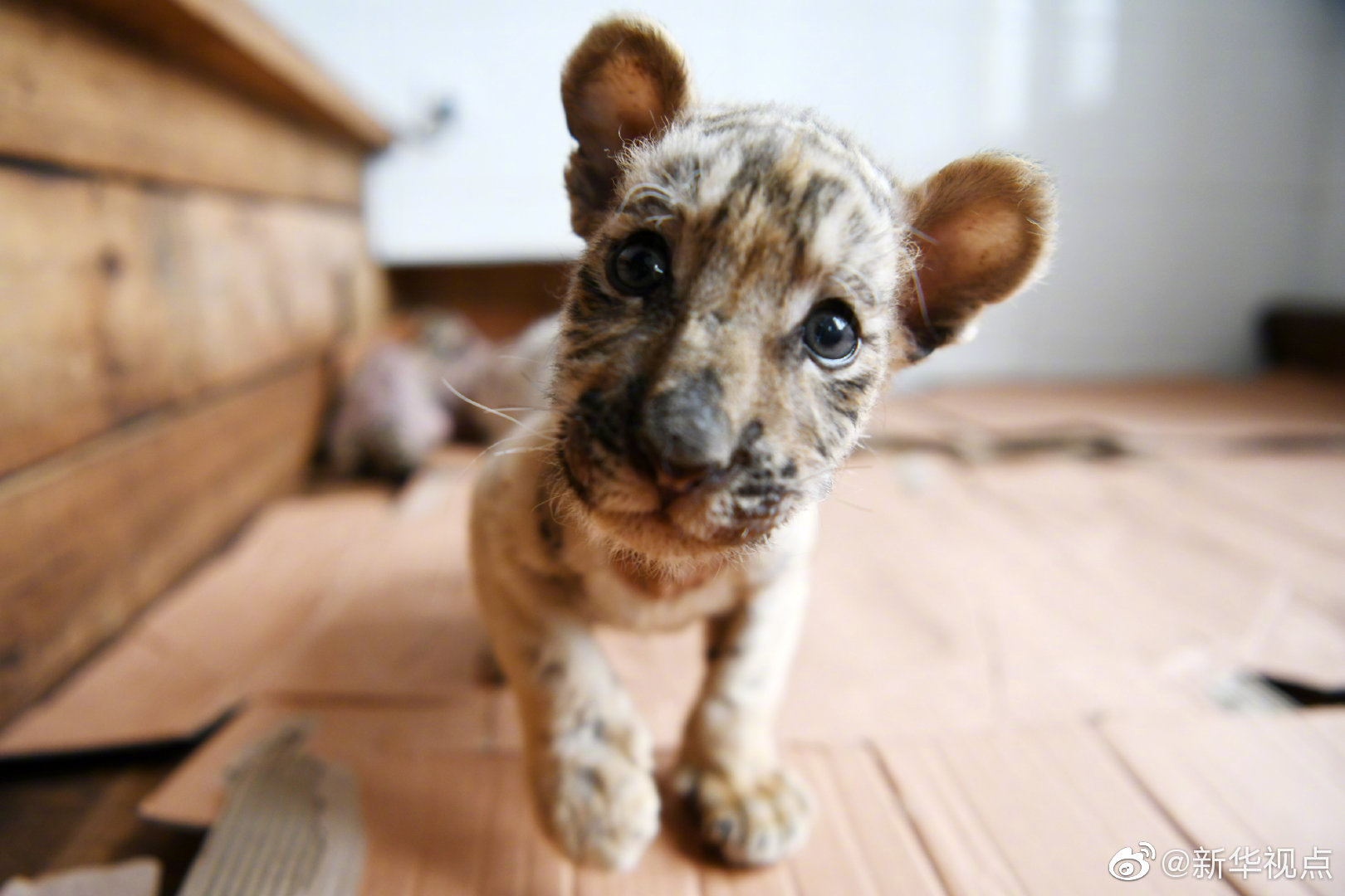 官方：海沃德因傷缺席明日競賽