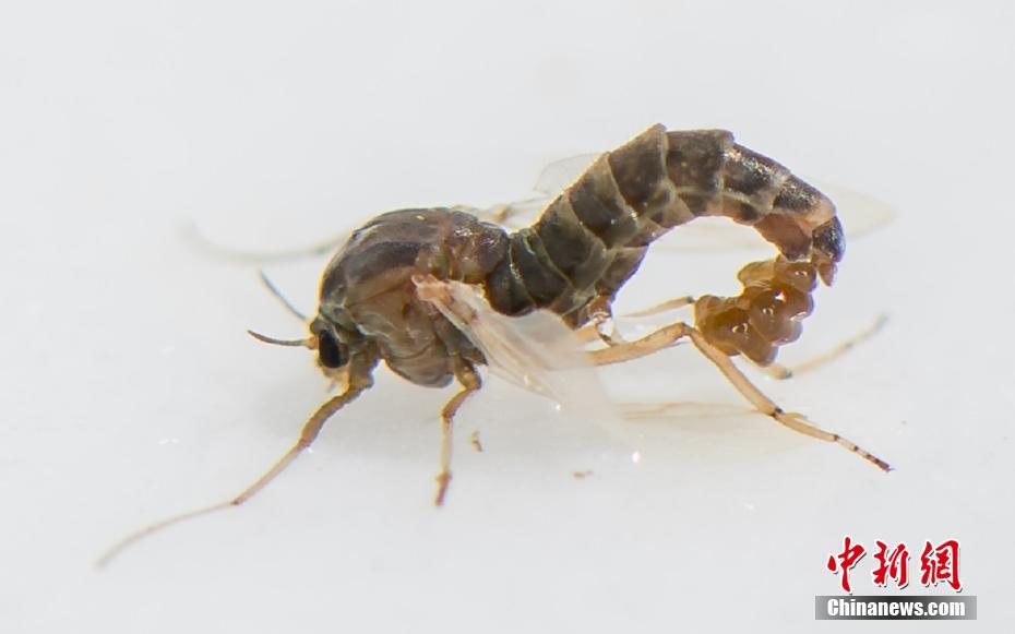 記者：尼克斯今夏的方針是利拉德