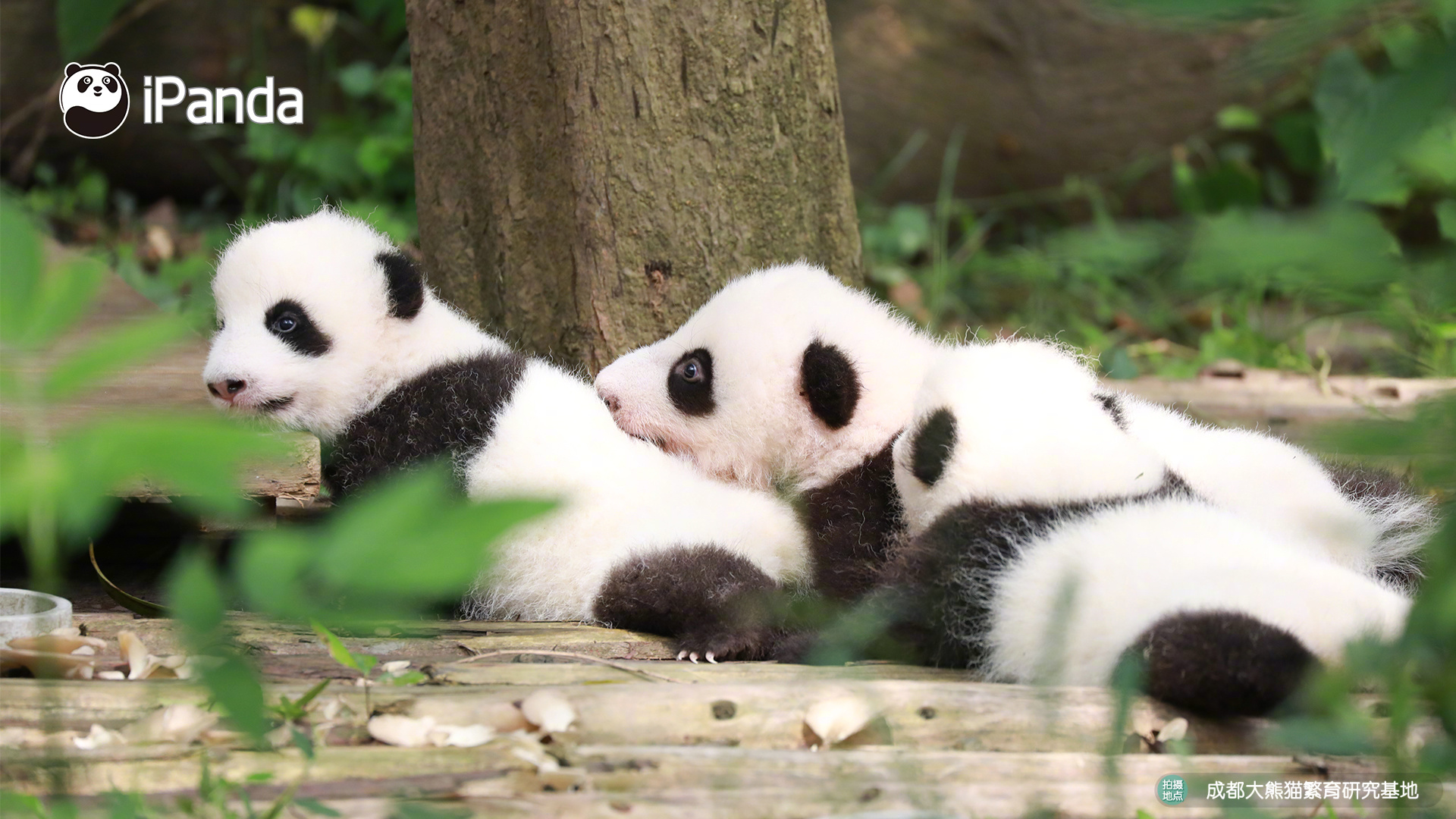 Netsky與Bagle再迸發(fā) 每小時呈現(xiàn)1個新變種