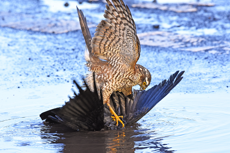 好漢視頻通2.0的超級妙用