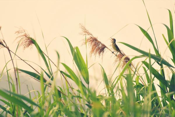 IE不兼容德語域名 “Netscape”從頭獲活力