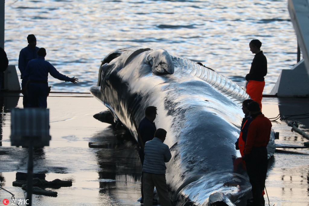 國家生豬工業(yè)技能系統(tǒng)崗位科學家劉娣：做畜牧研討范疇的拓荒者與攻堅者