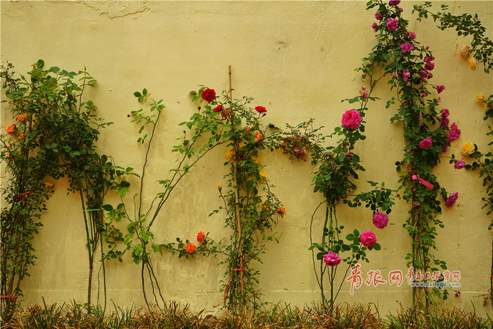 格里芬：我覺得約基奇應(yīng)該是本賽季的MVP