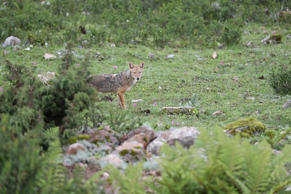 NBA訓練營開始時有接近50名球員陽性 賽季進行后少了很多