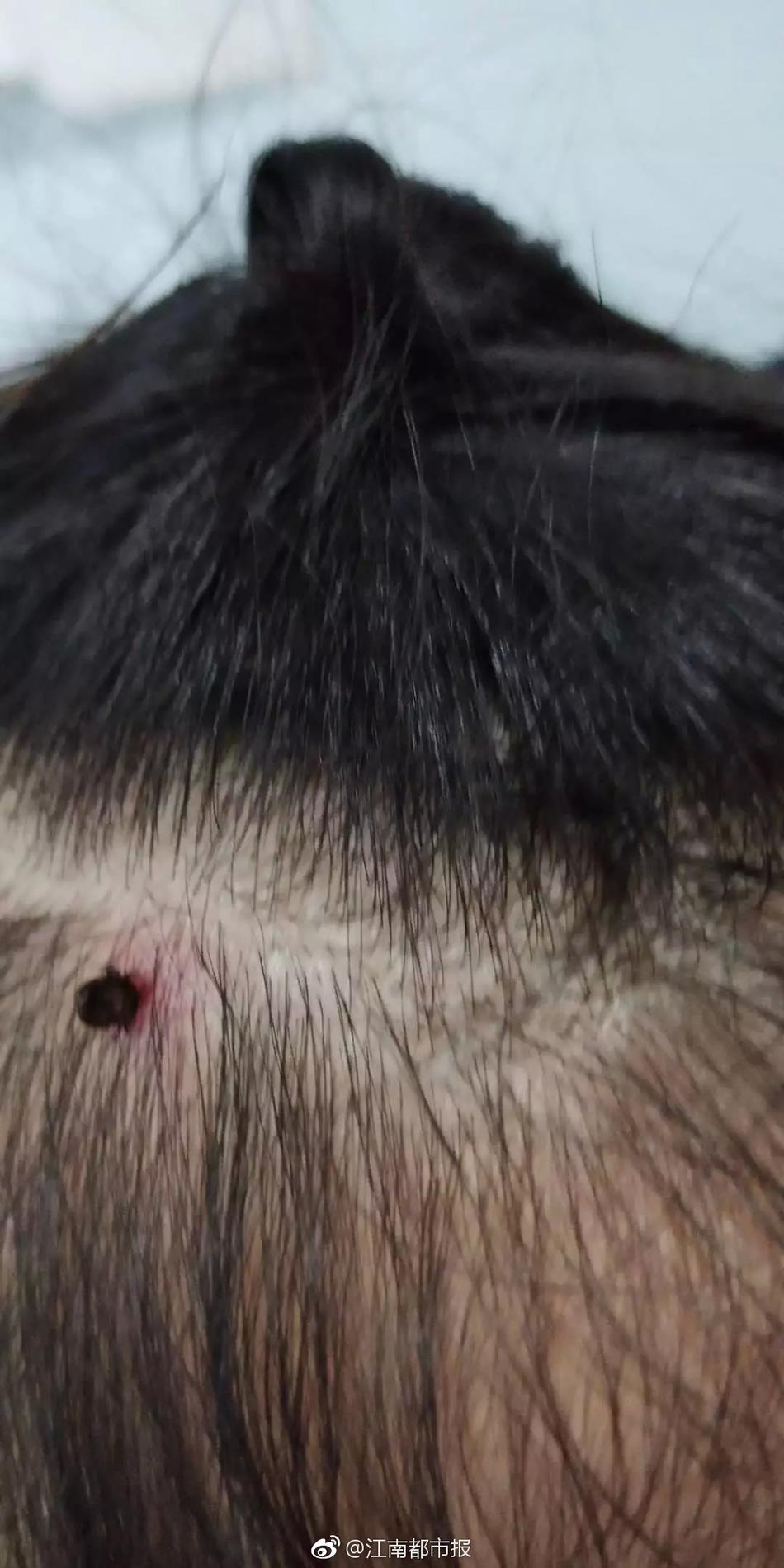 阿爾比恩亞服怎樣進 亞服進不去閃退報錯解決方法[多圖]