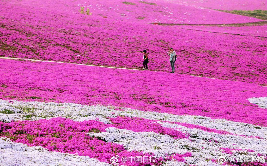 籃網本賽季客場20勝16負 球隊8年來第二好客場成績