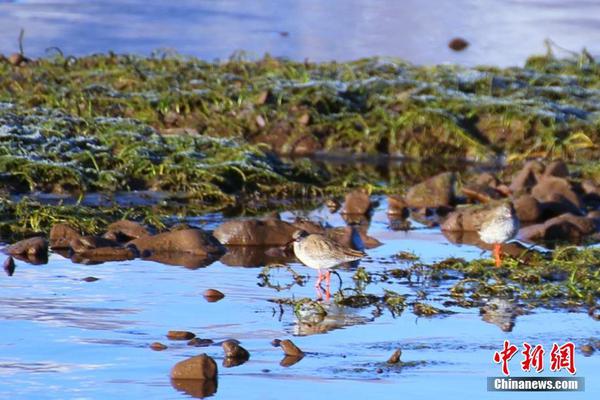 考辛斯不滿意作為伍德的替補 想要更多出場時間