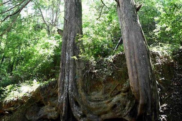 深海神獸 《幻城》手游新坐騎金魚泡泡登場