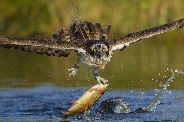 微軟欲拓荒新市場 表明將應(yīng)戰(zhàn)管理軟件業(yè)界