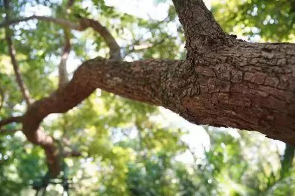 斯瑪特：雙探花是球隊所擁有的珍寶 我們不會將這視為理所當然的