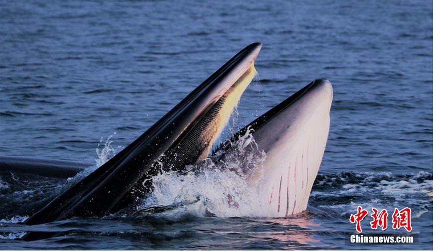 百度下拉框沒有了，有沒有什么修正軟件