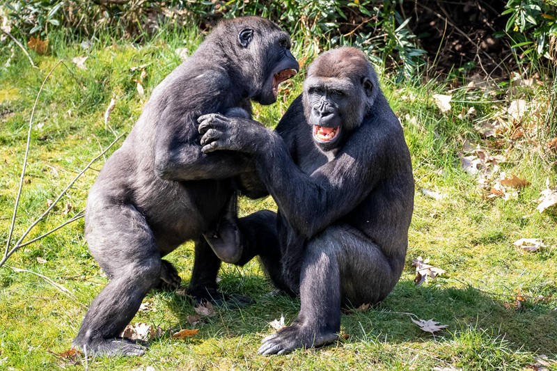 城堡美如畫 《英雄文明》魔幻場景曝光