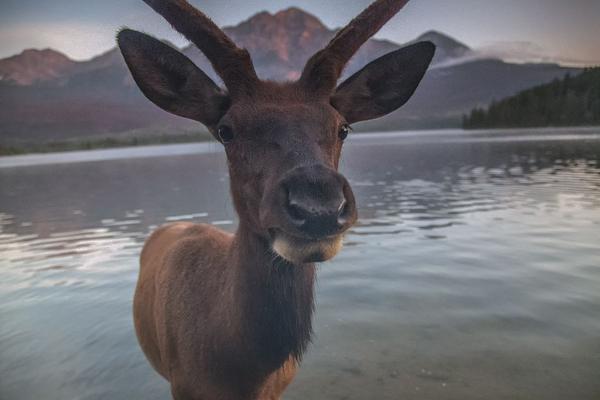 魔族入侵 《花千骨》手游眾仙齊力御敵