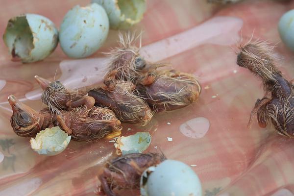 螞蟻莊園10月9日答案 公雞為什么能報曉