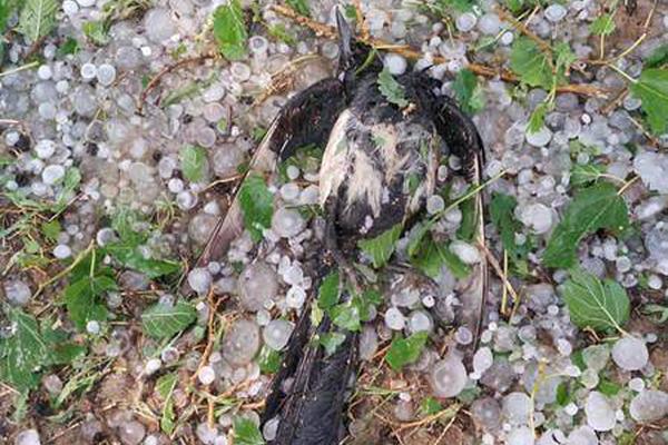 SCO展示程序代碼 證明IBM侵犯UNIX產(chǎn)權(quán)