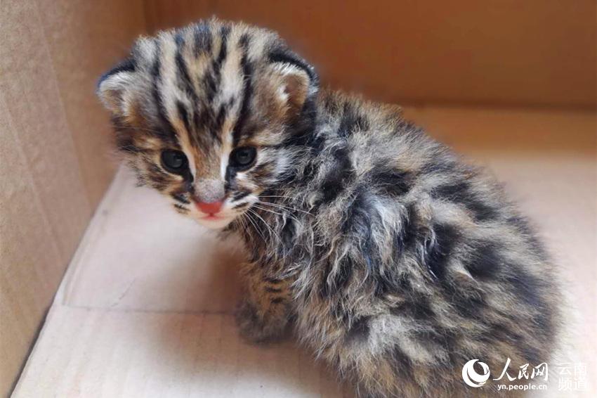 詹姆斯賽季至今連續(xù)32場的15+5+5紀錄終止