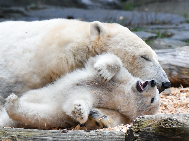 手機(jī)找兇手的偵察游戲引薦 每個人物都可以扮演