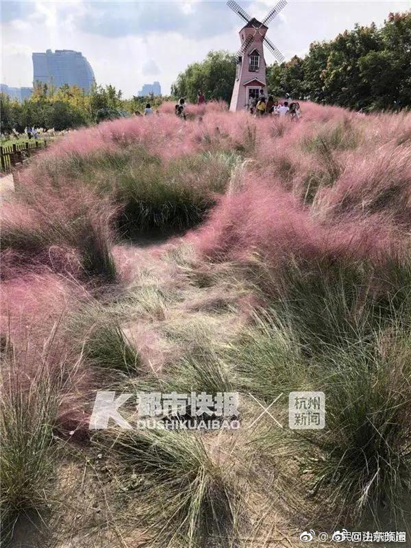 PotplayerС????y?岥????