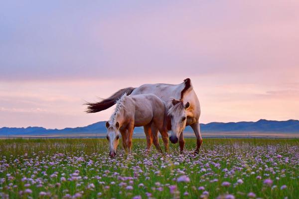 76人季后賽首輪時球隊主場座位開放度將提升至50%