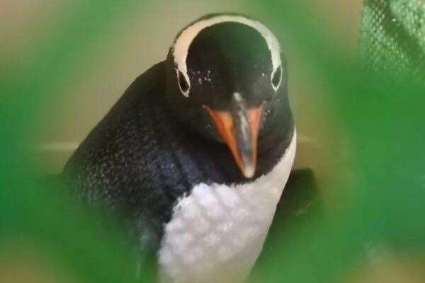 虛擬空間不能FTP上傳文件解決辦法