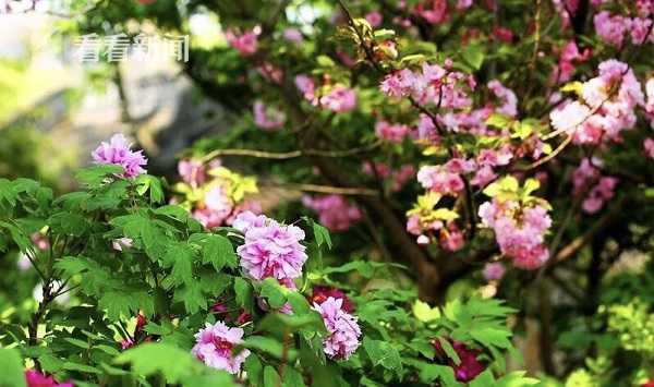 蘋果CEO打擊微軟:Longhorn水平落后其四年