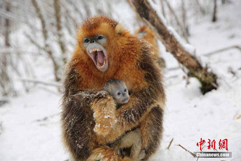 打印數(shù)據(jù)獲取(緊縮)失利解決辦法