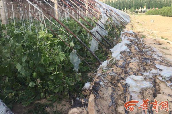 福岡黃蜂 VS 札幌岡薩多