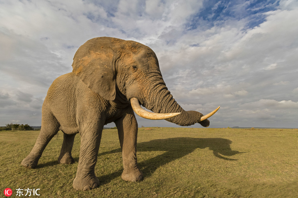 生命不息有妹不止 《小小軍姬》甜心悍將登場