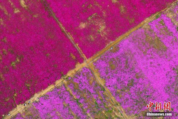 全面！亞歷山大16中11轟下31+6+7