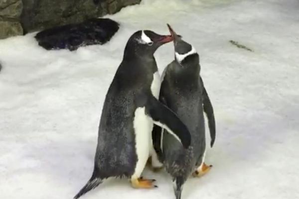 體現(xiàn)高效！艾頓今天砍下14分17籃板