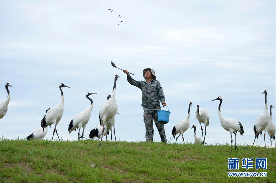 拖車卡車汽車運輸游戲官方版 v1.2